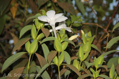 Barleria grandiflora
